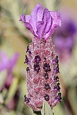 Lavanda