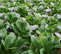 Insalata Formentino o Valerianella o Songino