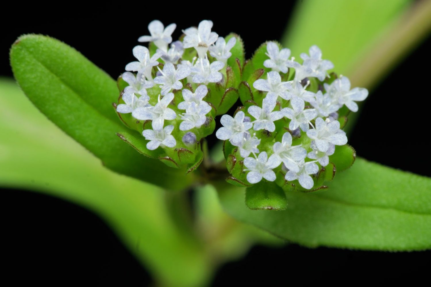 Insalata Formentino o Valerianella o Songino