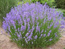 Lavanda